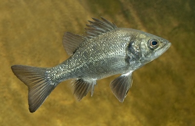 Australian Bass