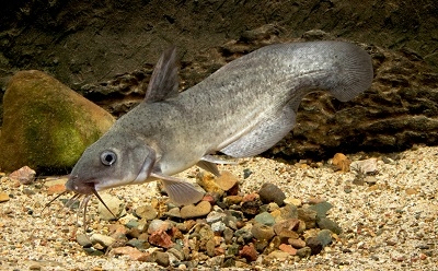 Freshwater Catfish