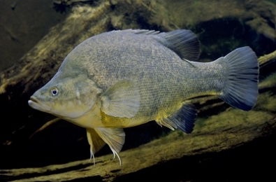 Golden Perch