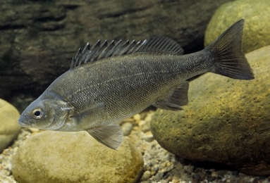 Silver Perch