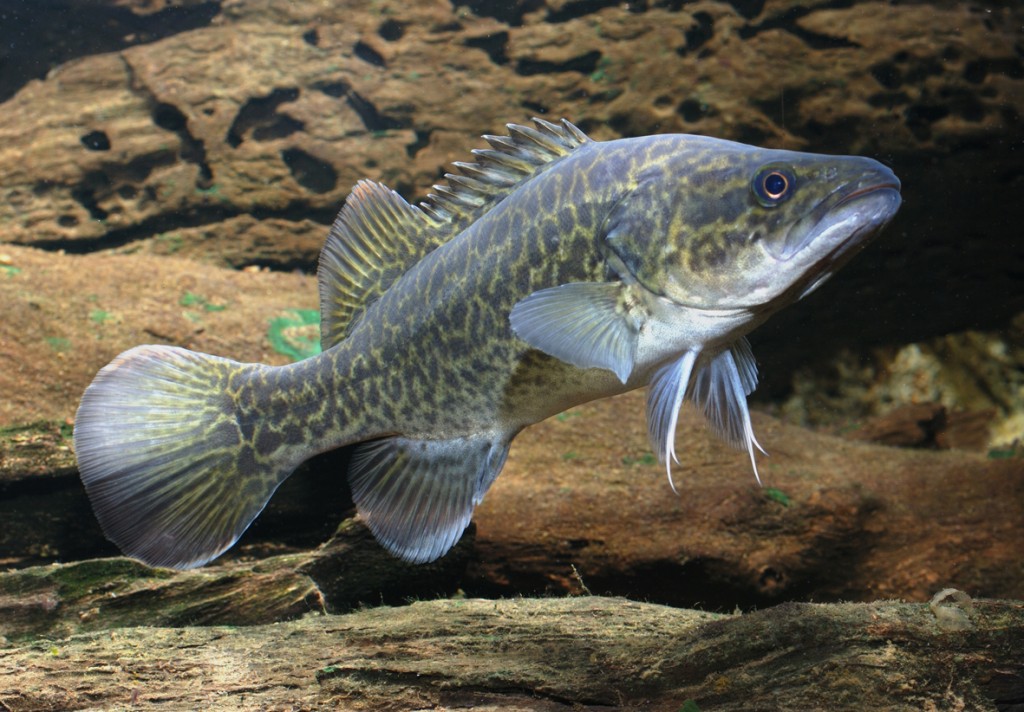 Native Fish Species For Sale | Glenwaters Native Fish